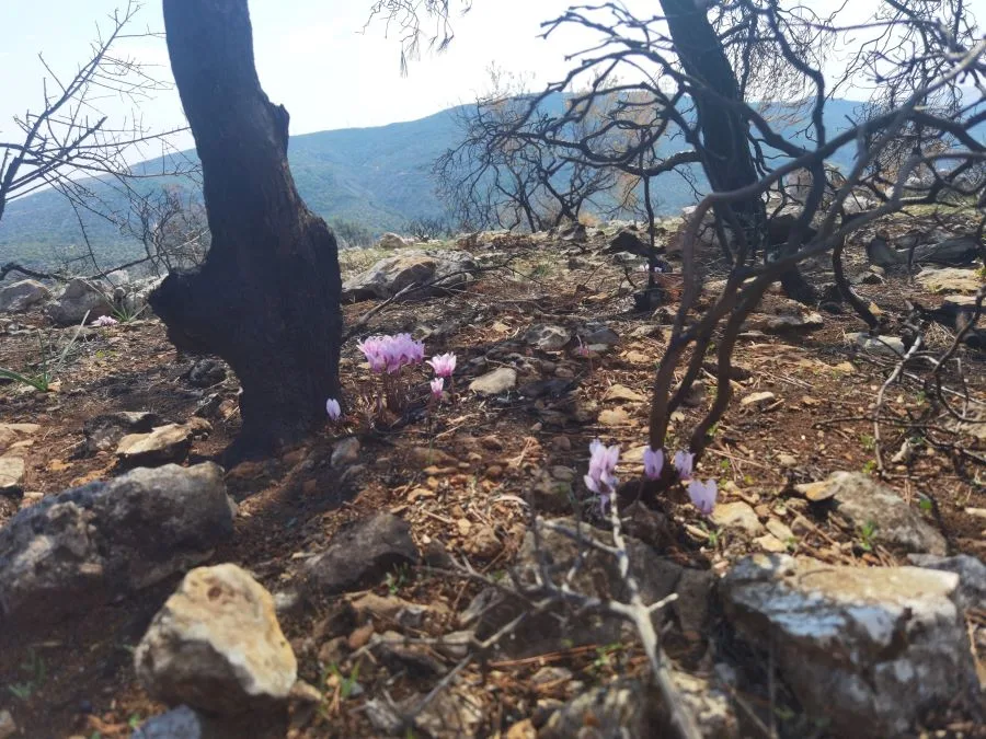 Η ζωή ξαναγεννιέται στα καμένα του Ποικίλου 6 Η ζωή ξαναγεννιέται στα καμένα του Ποικίλου 5