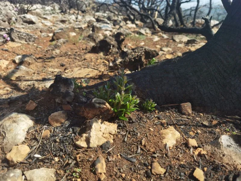 Η ζωή ξαναγεννιέται στα καμένα του Ποικίλου 10 Η ζωή ξαναγεννιέται στα καμένα του Ποικίλου 9