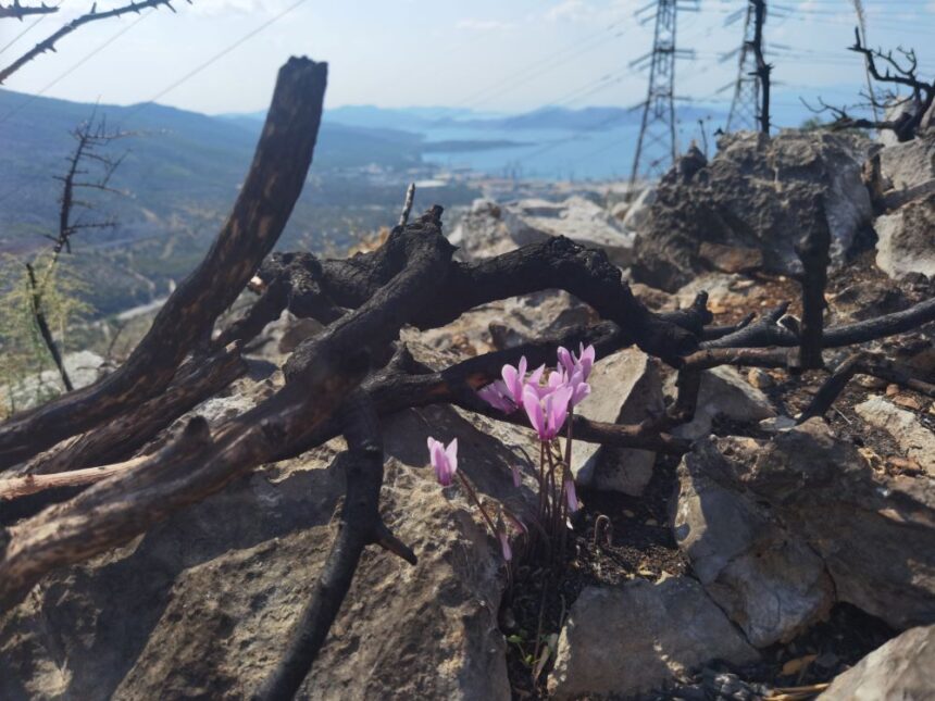 Η ζωή ξαναγεννιέται στα καμένα του Ποικίλου 1