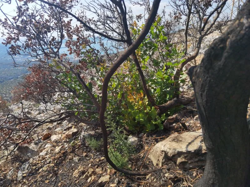 Η ζωή ξαναγεννιέται στα καμένα του Ποικίλου 8 Η ζωή ξαναγεννιέται στα καμένα του Ποικίλου 7