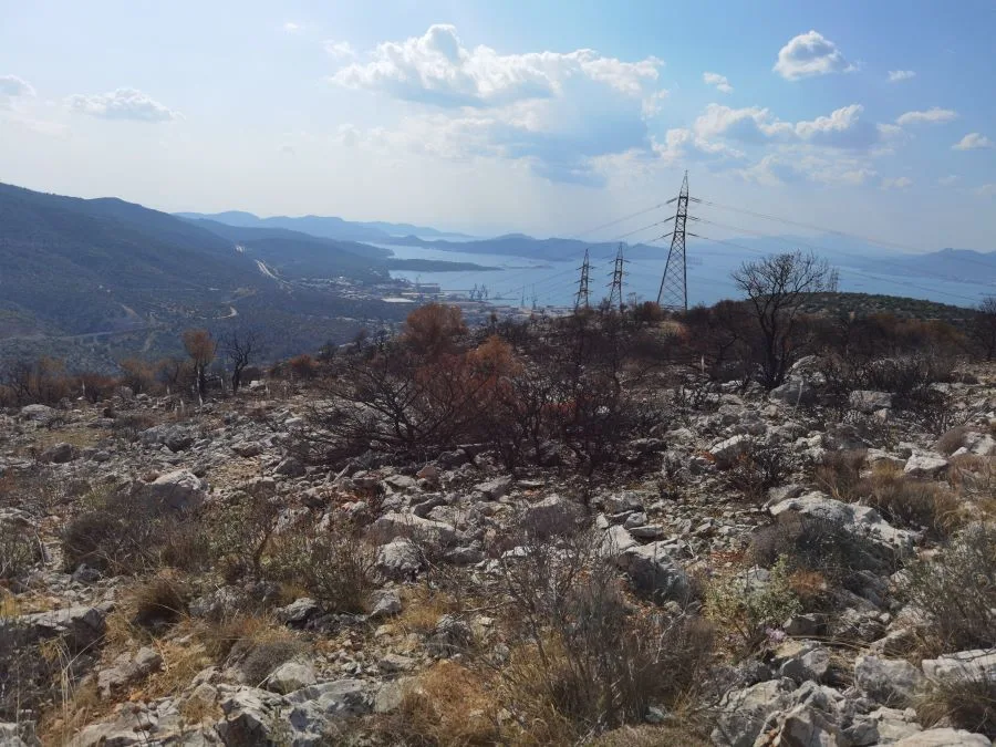 Η ζωή ξαναγεννιέται στα καμένα του Ποικίλου 4 Η ζωή ξαναγεννιέται στα καμένα του Ποικίλου 3