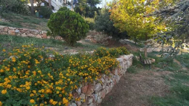 Τα λουλούδια στο Πάρκο Εθελοντισμού άντεξαν ένα πολύ δύσκολο καλοκαίρι! 5