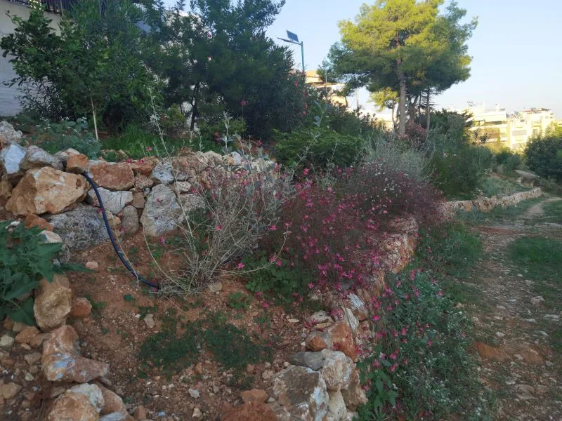 Τα λουλούδια στο Πάρκο Εθελοντισμού άντεξαν ένα πολύ δύσκολο καλοκαίρι! 10 Τα λουλούδια στο Πάρκο Εθελοντισμού άντεξαν ένα πολύ δύσκολο καλοκαίρι! 9