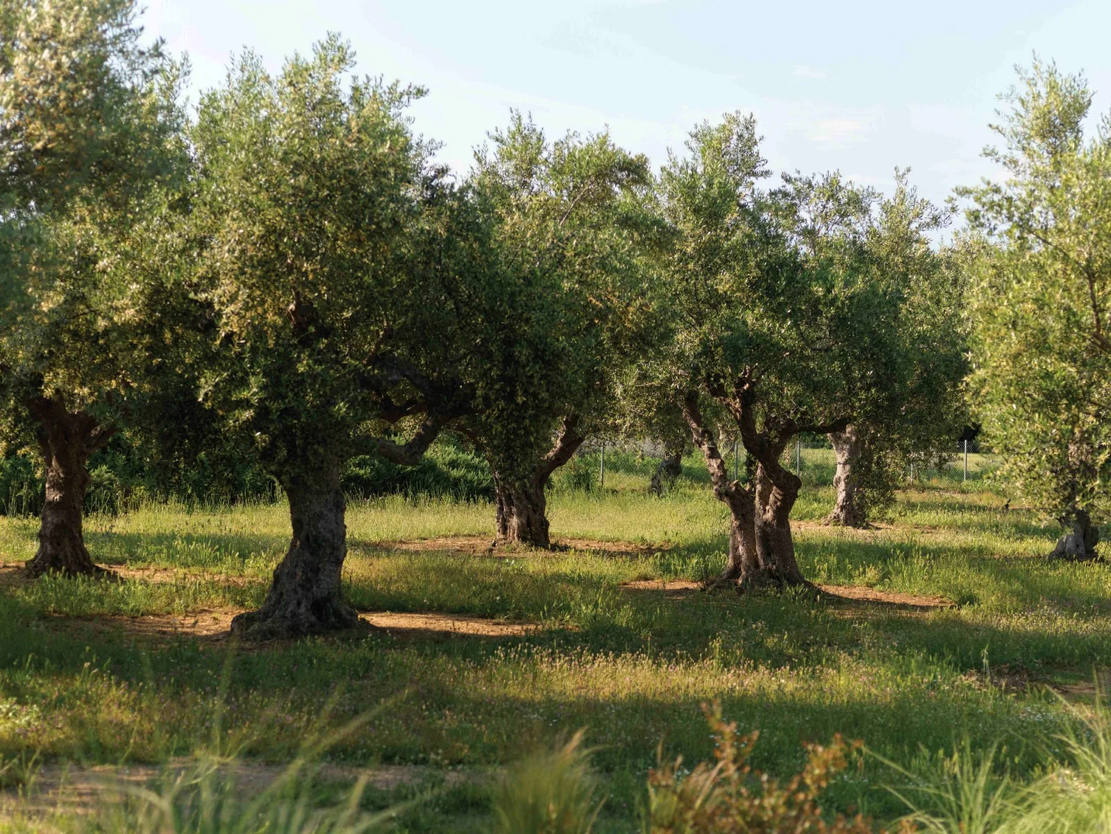 Costa Navarino: Μοντέλο πράσινης ανάπτυξης 7 Costa Navarino: Μοντέλο πράσινης ανάπτυξης 6