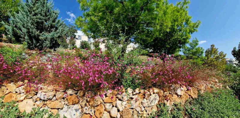 Τα λουλούδια στο Πάρκο Εθελοντισμού άντεξαν ένα πολύ δύσκολο καλοκαίρι! 6 Τα λουλούδια στο Πάρκο Εθελοντισμού άντεξαν ένα πολύ δύσκολο καλοκαίρι! 5