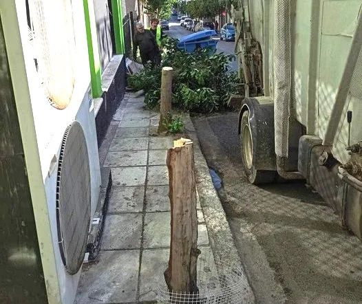 Μίχος μαινόμενος για καρατόμηση δέντρων 2 Μίχος μαινόμενος για καρατόμηση δέντρων 1