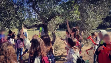 Στον ελαιώνα για μάζεμα ελιάς τα τριτάκια της Νέας Παιδείας 29