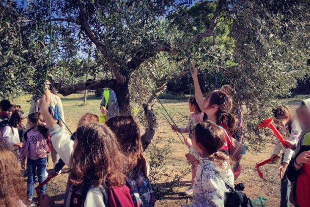 Στον ελαιώνα για μάζεμα ελιάς τα τριτάκια της Νέας Παιδείας 19