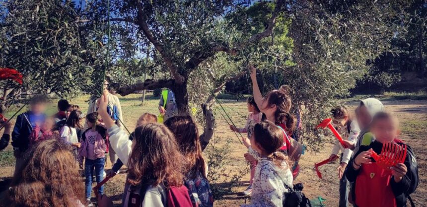 Στον ελαιώνα για μάζεμα ελιάς τα τριτάκια της Νέας Παιδείας 1