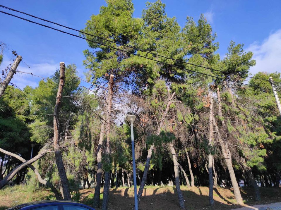 "Τι μασκαριλίκια είναι αυτά;" 6 "Τι μασκαριλίκια είναι αυτά;" 5
