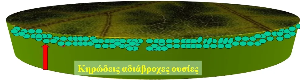 "Να αναδασώνουμε με βελανιδιές αντί πεύκα, για λιγότερες πυρκαγιές" - Να γιατί είναι λάθος! 7 "Να αναδασώνουμε με βελανιδιές αντί πεύκα, για λιγότερες πυρκαγιές" - Να γιατί είναι λάθος! 6