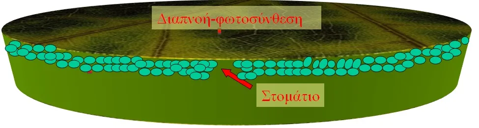 "Να αναδασώνουμε με βελανιδιές αντί πεύκα, για λιγότερες πυρκαγιές" - Να γιατί είναι λάθος! 9 "Να αναδασώνουμε με βελανιδιές αντί πεύκα, για λιγότερες πυρκαγιές" - Να γιατί είναι λάθος! 8