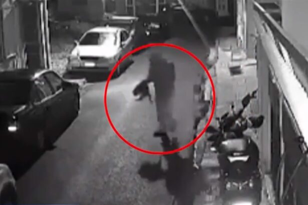 Ιστορική καταδίκη 33χρονου που σκότωνε γάτες στον Βοτανικό – Πώς εξόργισε το δικαστήριο 15