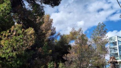 Για τα ταλαιπωρημένα πεύκα στο Παλατάκι 15
