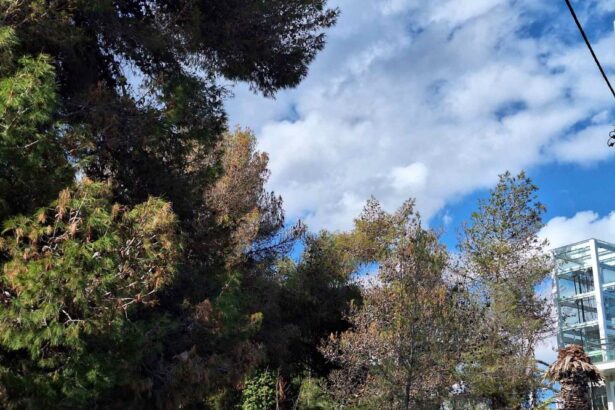 Για τα ταλαιπωρημένα πεύκα στο Παλατάκι 33