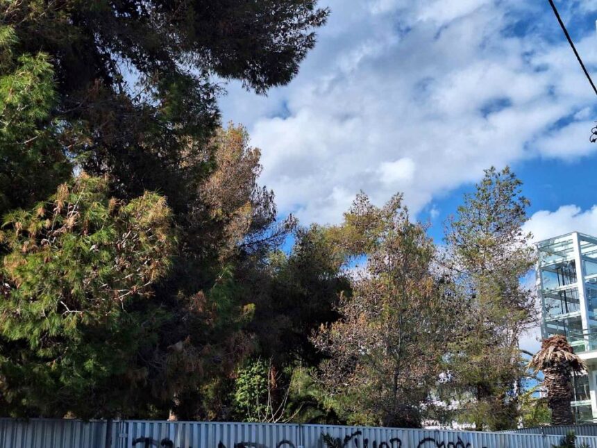 Για τα ταλαιπωρημένα πεύκα στο Παλατάκι 2 Για τα ταλαιπωρημένα πεύκα στο Παλατάκι 1