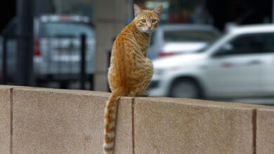 Γιατί Λονδίνα, Παρίσια, Βερολίνα έχουν τόσα τρωκτικά; 13