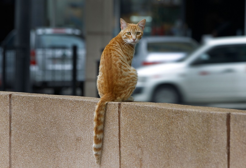 Γιατί Λονδίνα, Παρίσια, Βερολίνα έχουν τόσα τρωκτικά; 1