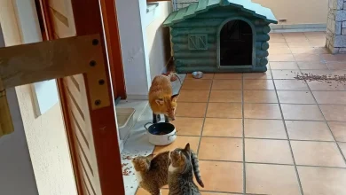 Αλεπούδες στην πόλη: Ζουν και γεννούν ανάμεσά μας - Πώς πρέπει να συμπεριφερόμαστε 20