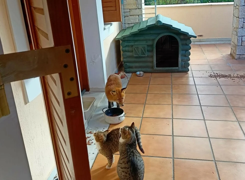 Πώς το τάισμα της αλεπουδίτσας στην πόλη εξοντώνει τα περδικόπουλα στο βουνό 6 Πώς το τάισμα της αλεπουδίτσας στην πόλη εξοντώνει τα περδικόπουλα στο βουνό 5