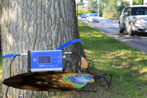 Η σύγχρονη τεχνολογία δίνει λύσεις στις συνεχείς πτώσεις πεύκων 35