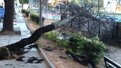 Με αφορμή το πεύκο που έπεσε σε παιδική χαρά... 66