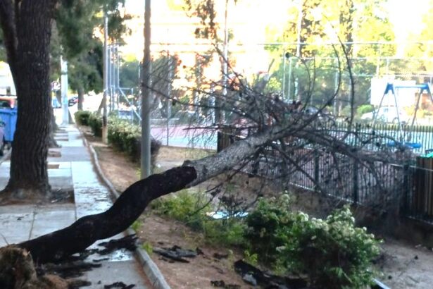 Με αφορμή το πεύκο που έπεσε σε παιδική χαρά... 15