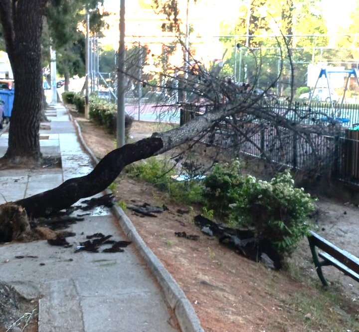 Με αφορμή το πεύκο που έπεσε σε παιδική χαρά... 1