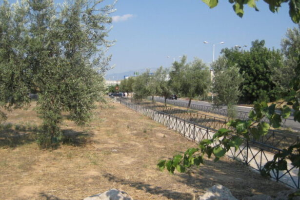 Ιστορικός Ελαιώνας των Αθηνών, η "πράσινη υποδομή" της αρχαίας Αθηναϊκής Δημοκρατίας 7