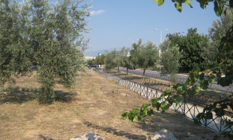 Ιστορικός Ελαιώνας των Αθηνών, η "πράσινη υποδομή" της αρχαίας Αθηναϊκής Δημοκρατίας 2 Ιστορικός Ελαιώνας των Αθηνών, η "πράσινη υποδομή" της αρχαίας Αθηναϊκής Δημοκρατίας 1