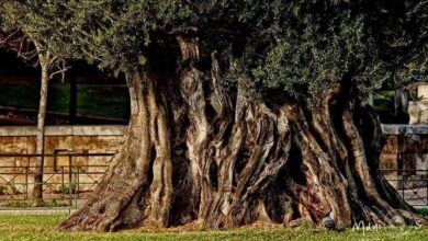 Γέρικα κορμιά, δένδρα ιερά… 41