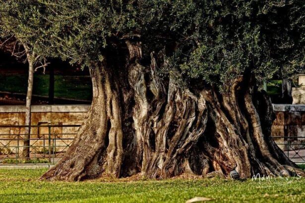 Γέρικα κορμιά, δένδρα ιερά… 15
