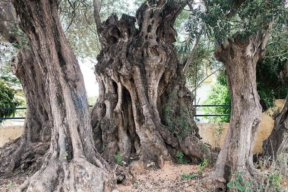 Γέρικα κορμιά, δένδρα ιερά… 6 Γέρικα κορμιά, δένδρα ιερά… 5