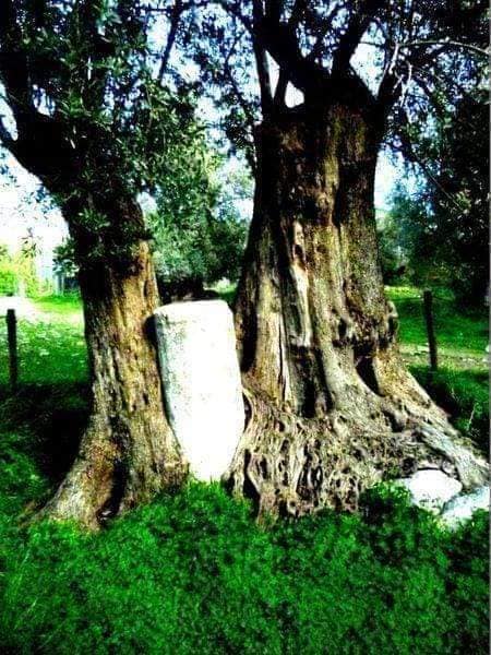 Γέρικα κορμιά, δένδρα ιερά… 12 Γέρικα κορμιά, δένδρα ιερά… 11