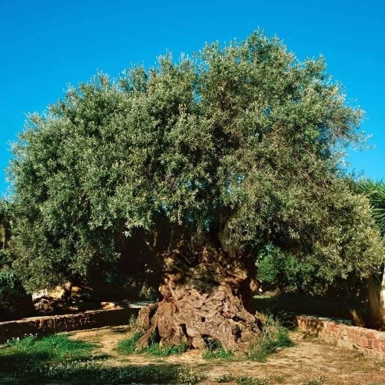Γέρικα κορμιά, δένδρα ιερά… 8 Γέρικα κορμιά, δένδρα ιερά… 7