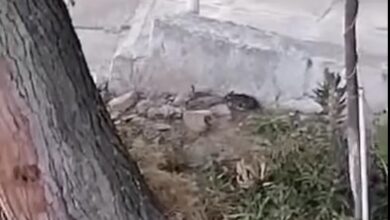 Ποντίκια και κατσαρίδες 7