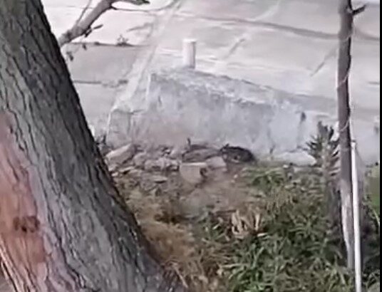 Ποντίκια και κατσαρίδες 7