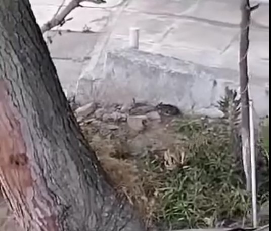 Ποντίκια και κατσαρίδες 2 Ποντίκια και κατσαρίδες 1