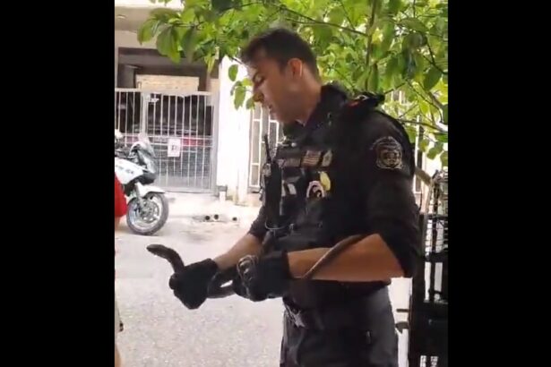 Περιστέρι: Αστυνομικοί έσωσαν ερπετό και το ελευθέρωσαν στο Ποικίλο - Βίντεο 15