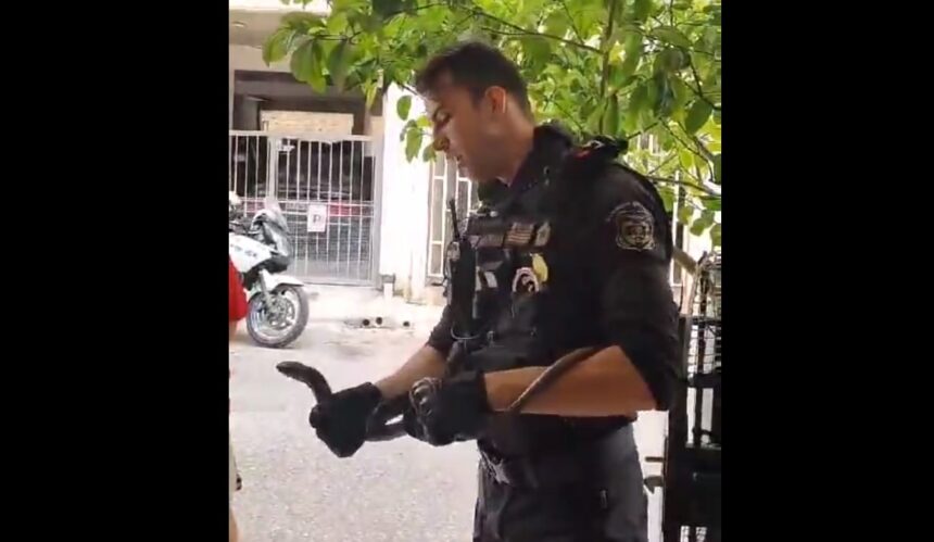 Περιστέρι: Αστυνομικοί έσωσαν ερπετό και το ελευθέρωσαν στο Ποικίλο - Βίντεο 2 Περιστέρι: Αστυνομικοί έσωσαν ερπετό και το ελευθέρωσαν στο Ποικίλο - Βίντεο 1