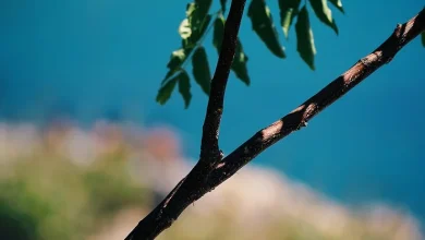 Περιφρόνηση, στους 40 βαθμούς κελσίου 58