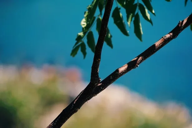 Περιφρόνηση, στους 40 βαθμούς κελσίου 31