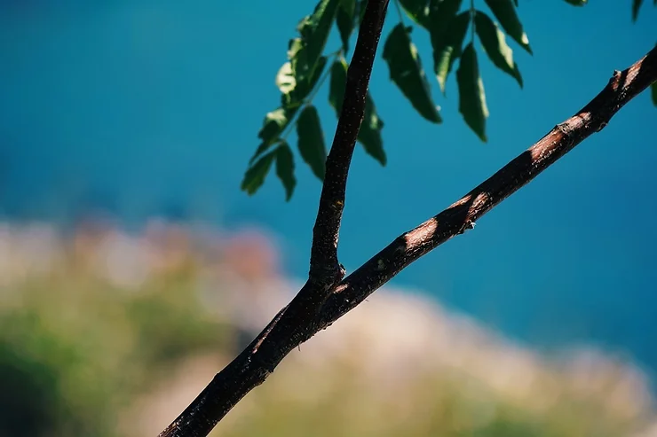 Περιφρόνηση, στους 40 βαθμούς κελσίου 1