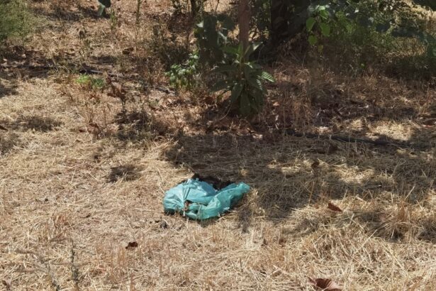Σε σένα, που πέταξες το σκυλάκι σου στο πάρκο 39