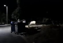 Δείτε τα "θεριά" στο Δαφνί - Βίντεο 221