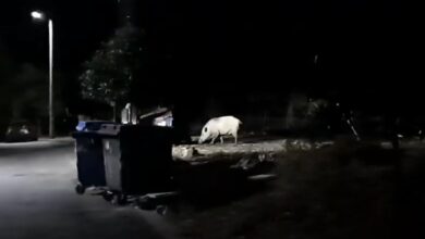 Δείτε τα δυο "θεριά" στο Δαφνί - Βίντεο 29