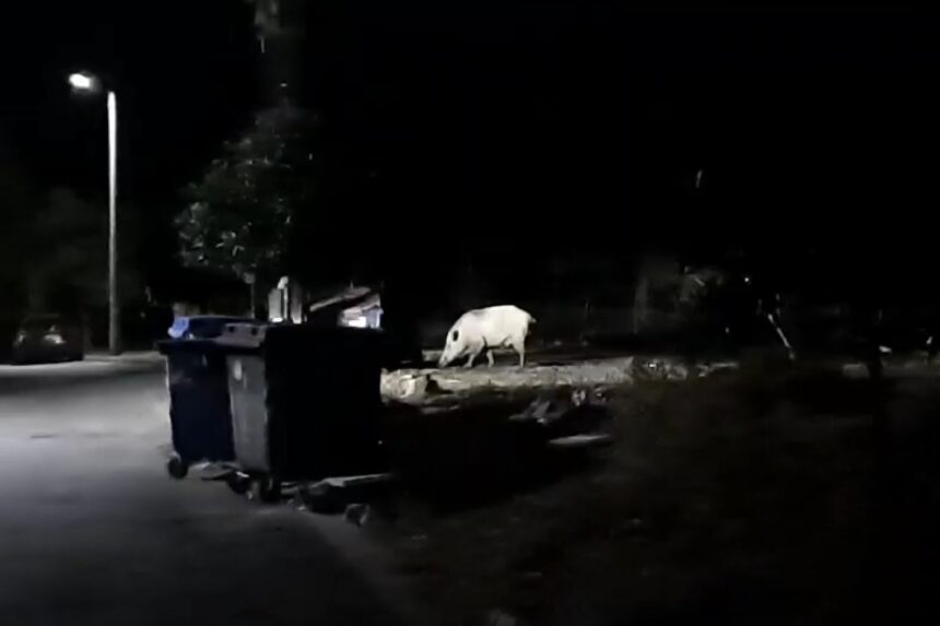 Δείτε τα δυο "θεριά" στο Δαφνί - Βίντεο 1