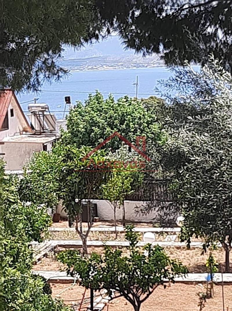 Μεγάλο Πεύκο: Πωλείται οικία με κήπο, 100 μ. από τη θάλασσα 6 Μεγάλο Πεύκο: Πωλείται οικία με κήπο, 100 μ. από τη θάλασσα 5