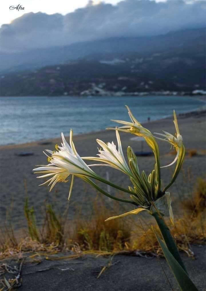 Το αγριολούλουδο του Αυγούστου που κόβει την ανάσα στις ελληνικές αμμοθίνες 6 Το αγριολούλουδο του Αυγούστου που κόβει την ανάσα στις ελληνικές αμμοθίνες 5