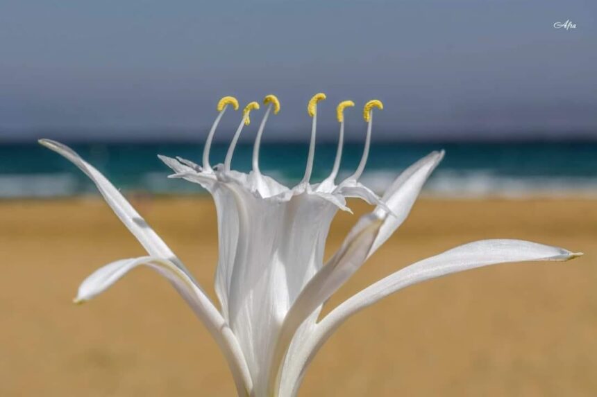 Το αγριολούλουδο του Αυγούστου που κόβει την ανάσα στις ελληνικές αμμοθίνες 1